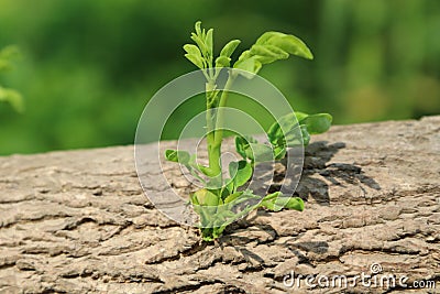 Young branch Stock Photo